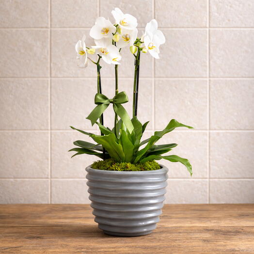 Orquidea Phalaenopsis Branca em Vaso | La Floricultura