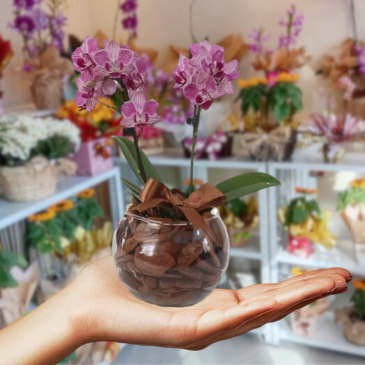 Orquidea phalaenopsis baby rosa no vidro