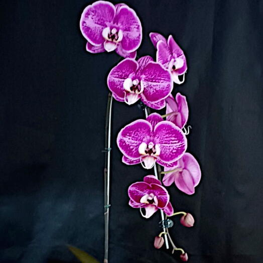 Orquidea phalaenopsis cor de rosa cascata no vidro aquario