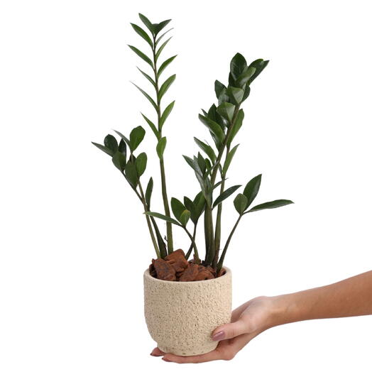 Planta Mini Zamioculca no cachepot areia P