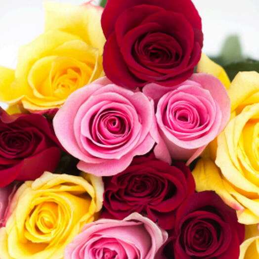 Botão de Rosa Comum Cor Variada