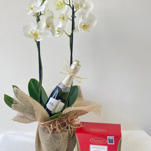 Charme com Orquidea Phalaenopsis