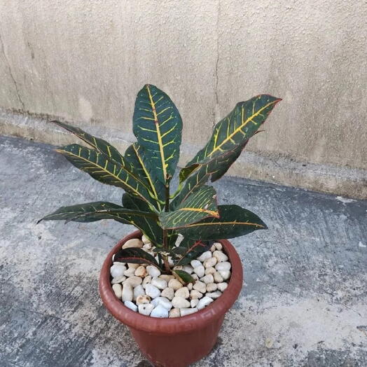 Conceito Croton