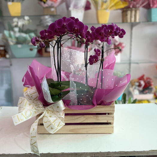 Box de Mini Orquideas