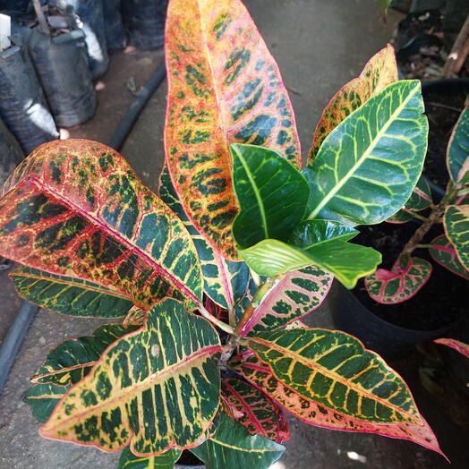 Croton Petra ambiente interno/externo