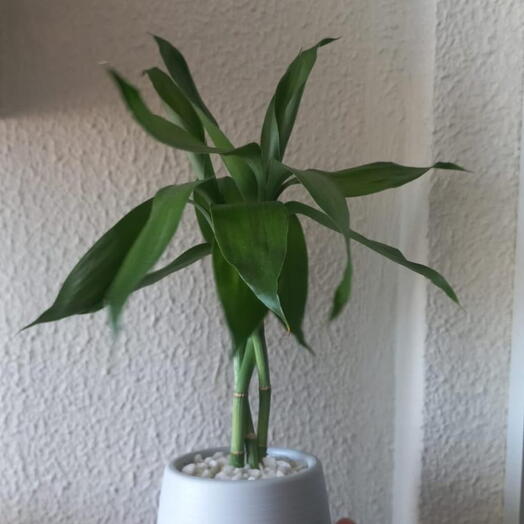 Bambu da Sorte Pequeno