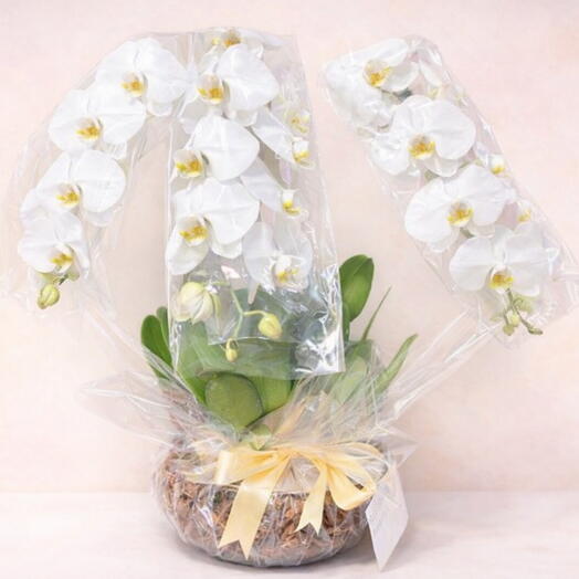 Aquario com 3 Orquideas