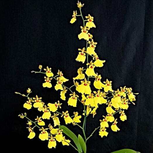 orquidea chuva-de-ouro na caixa de vidro