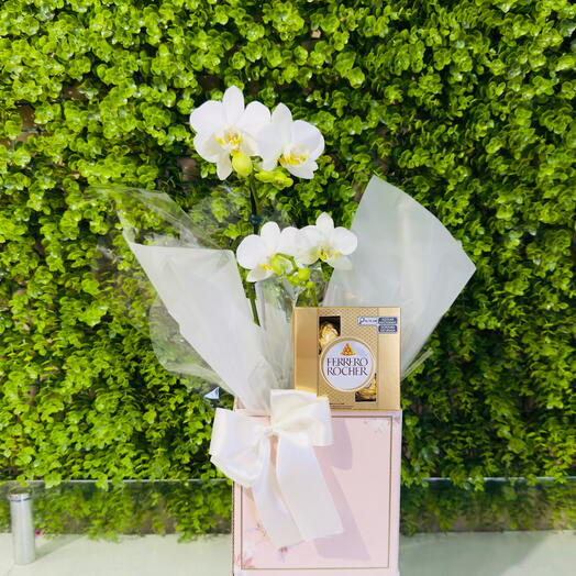 Orquidea Sofisticado