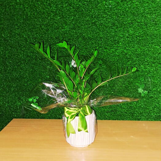 Zamioculcas Natural Vaso Cerâmica Branco