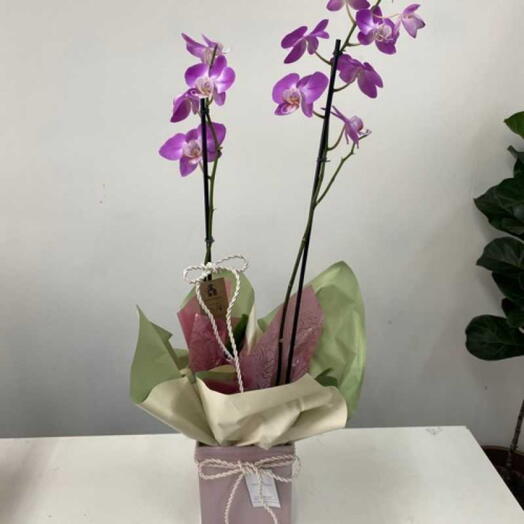 Orquidea Phalaenopsis Plantada