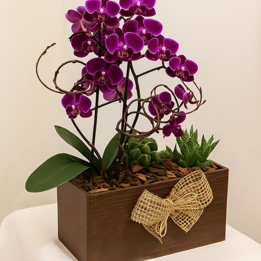 Arranjo mini Orquideas + Suculentas e Cactos