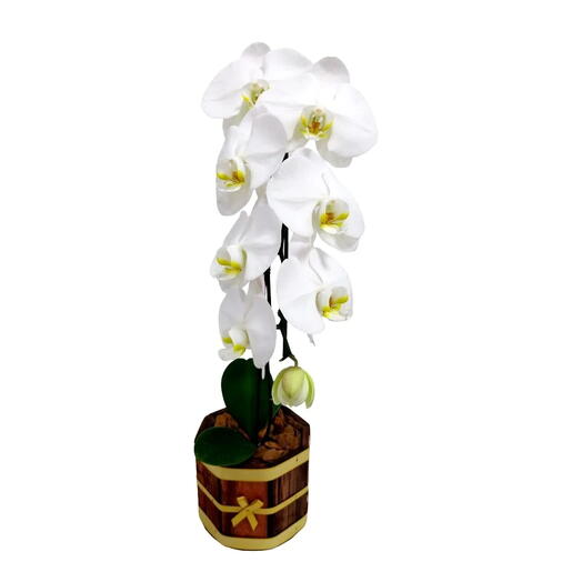 Orquidea Phalaenopsis na Base de Cachepot