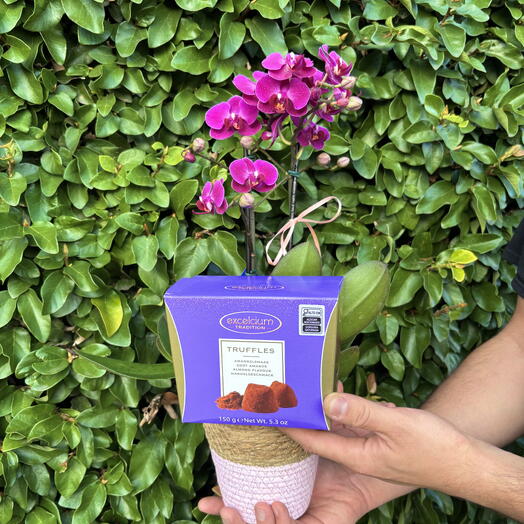 Mini Orquidea no Vaso Cotton e Trufas Belgas