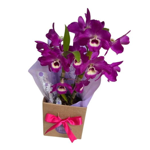 Orquidea dendrobium Pink decorado para presente