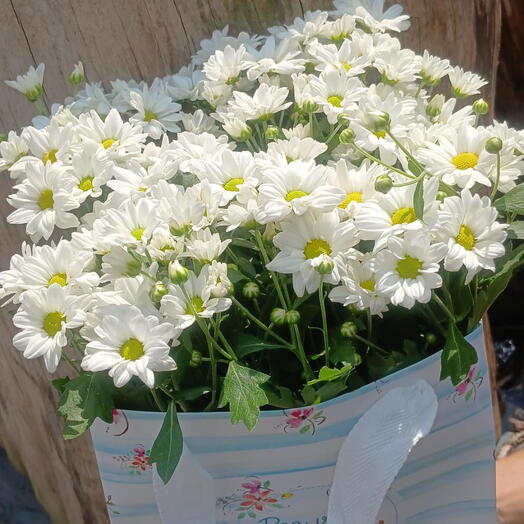 Pra Você Sorrir Margaridinha