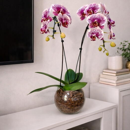 Orquidea Duas Hastes Premium