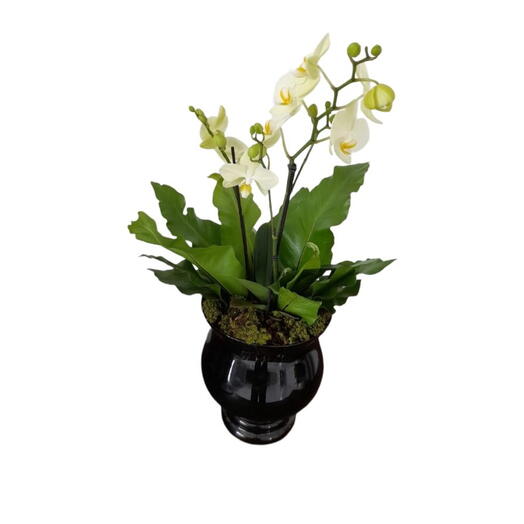 Orquidea phalanoplis amarela no vaso de vidro no formato taça