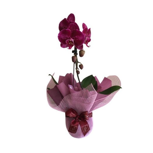 Orquidea Roxa 2 Hastes