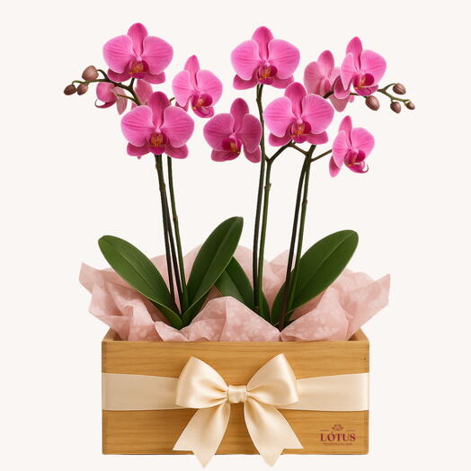 Jardim de Orquidea Media no Cachepo