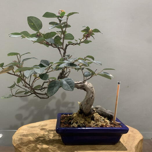 Bonsai loropentalum