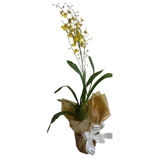 Orquidea  Chuva de ouro