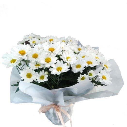 Mini Vaso De Margaridinha Branca Plantada