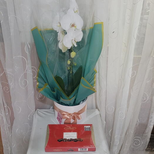 Orquidea Phaleanopsis cascata presa 1 astes+ chocolates finos pralines