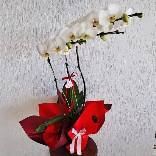 Orquidea Cascata Presente Dia das Mães