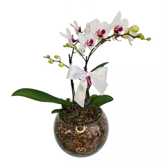 Mini Orquidea Branca e Lilas