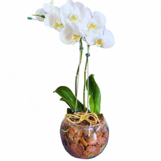 Orquidea phalaenopsis branca no vaso de vidro