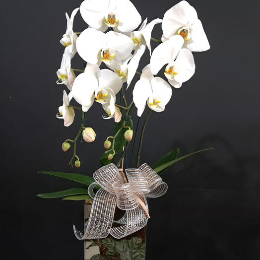 Orquidea Premium Cascata Branca Dupla em Cachepot Espelhado