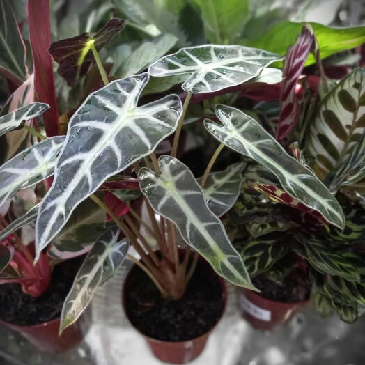 Alocasia Piccolini