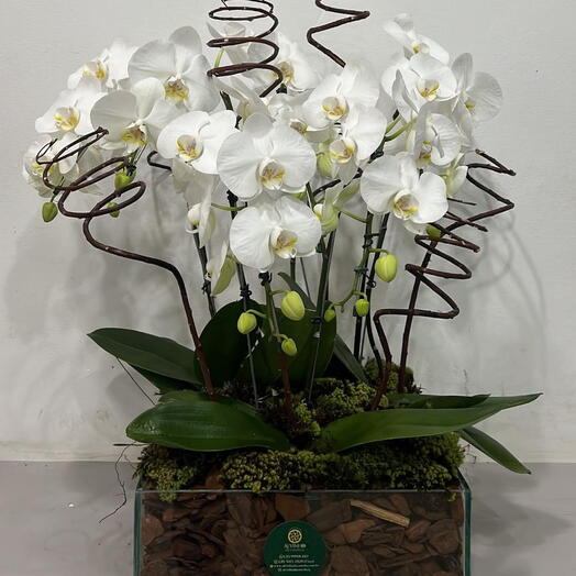 Arranjo de Orquideas
