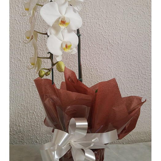 Orquideas Brancas