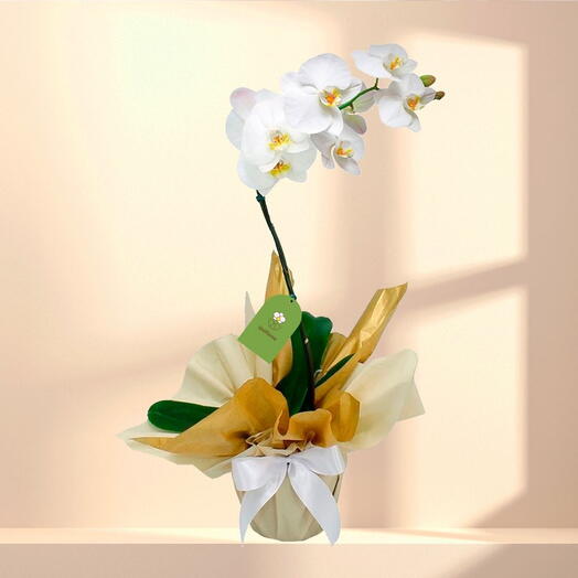 Orquidea Phalaenopsis com Flores Brancas