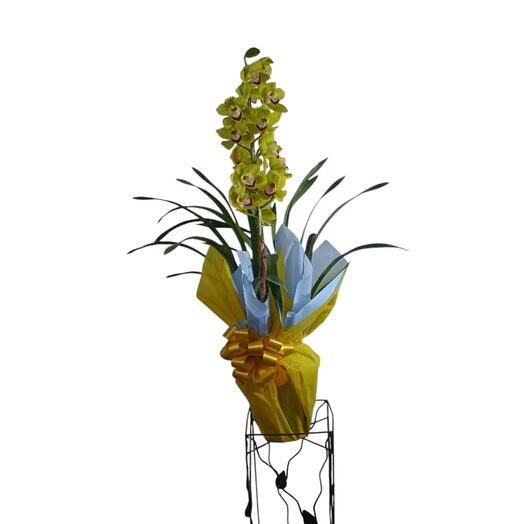 Orquidia Cymbidium