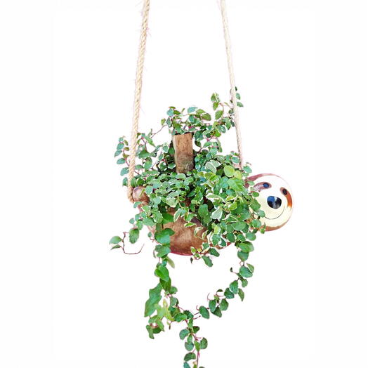 Bicho Preguiça Pendente com Suculenta