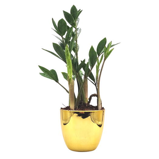 Vaso Dourado com Planta Zamioculca (Planta da Fortuna)