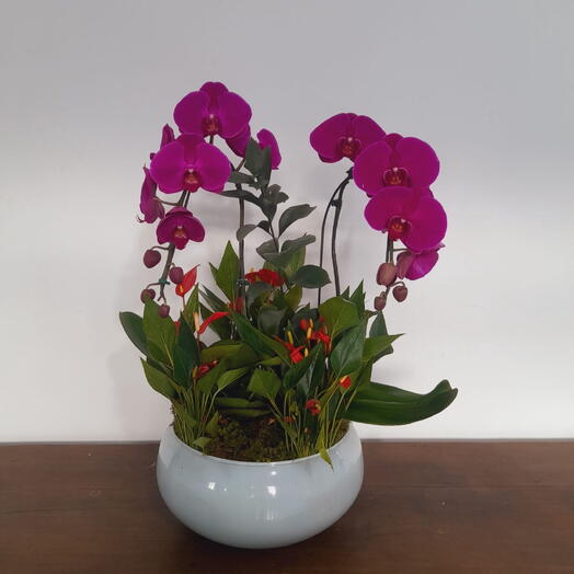 Arranjo com 2 orquideas phalanoplis cascata Pink