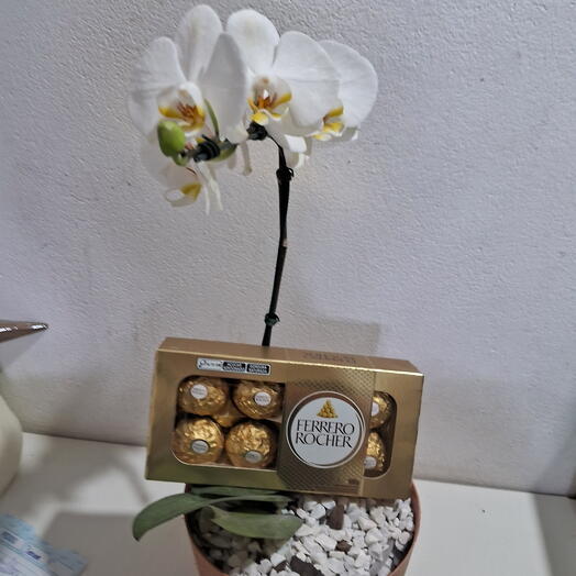 Vaso de orquidea com chocolate Ferrero Rocher