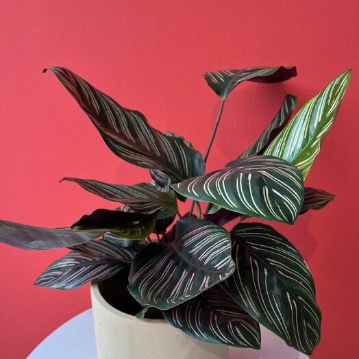 Calathea Ornata