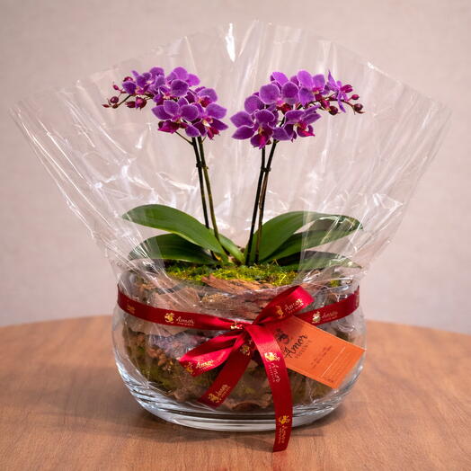 Mini Orquidea Phalaenopsis Dupla Roxa – Elegância que Enca