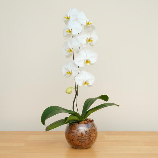 Phanelopolis 1 haste 8+