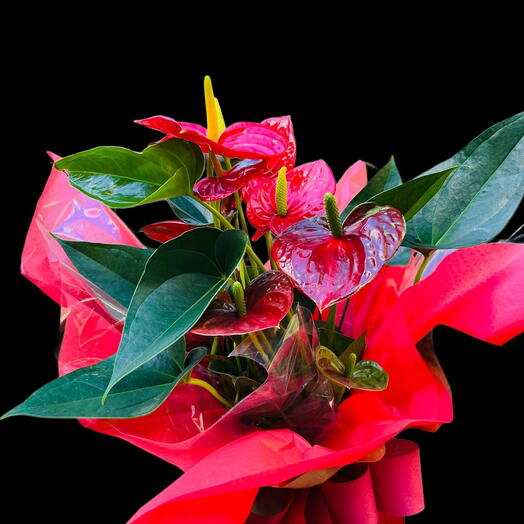Flor do Coração