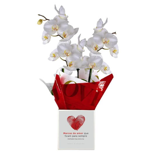 Orquidea Branca + Marcas de Amor Que Ficam Para Sempre