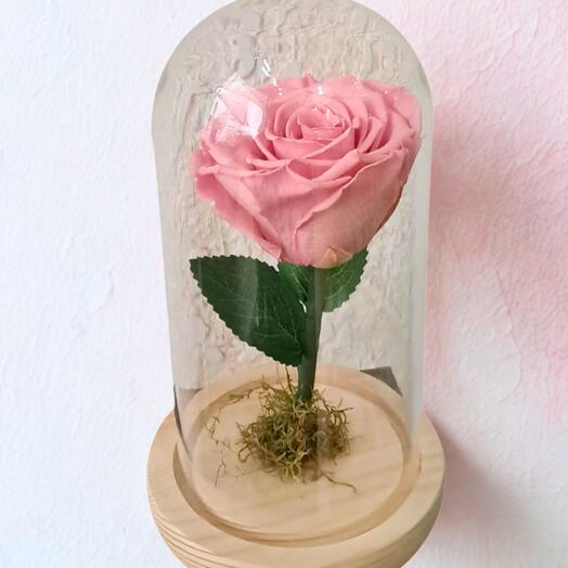 ROSA ENCANTADA COR DE ROSA