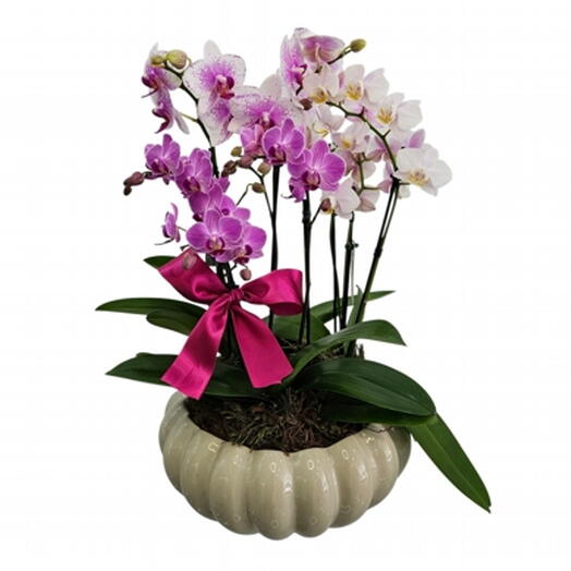 Combo de Mini Orquideas
