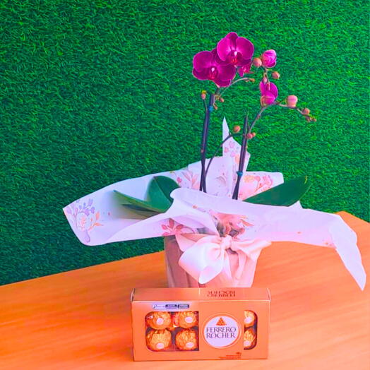 Mini orquideas Phalaenopsis com Ferrero Rocher