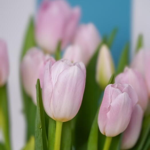 Tulipa Algodão doce rosa suave